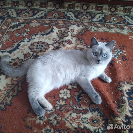 Отдам кошку