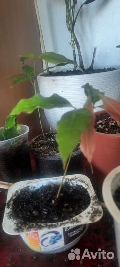 Гиппиаструм и др. Комнатные и офисные