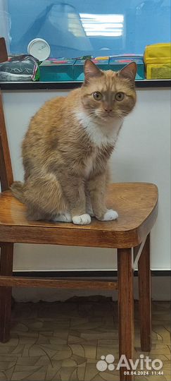 Рыжая кошечка
