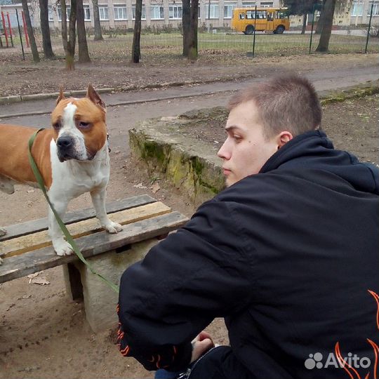 Собака в добрые руки отдам бесплатно