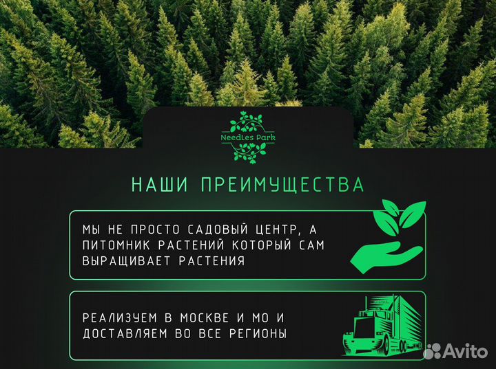 Туи Смарагд,Колумна