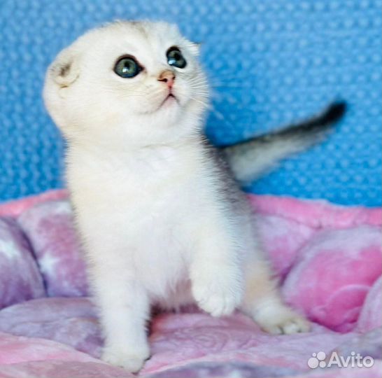 Котята вислоушки