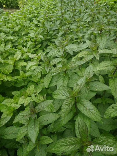 Свежая мята пучками, мелисса, укроп