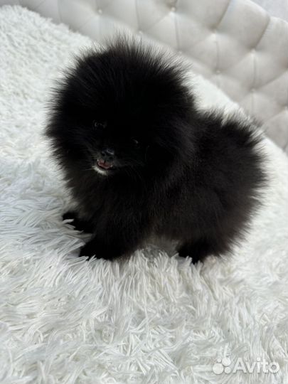 Померанский шпиц медвежьего типа