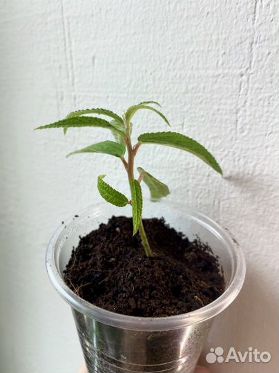 Дебрегеасия - редкое плодоносящее экзотическое