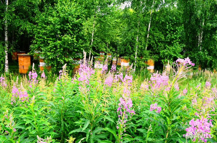 Мёд цветочный