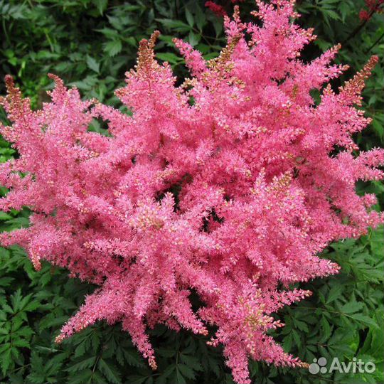 Астильбы в ассортименте