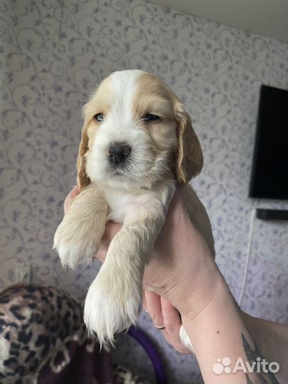 Щенки кокер спаниеля