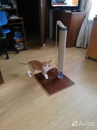 Когтеночка