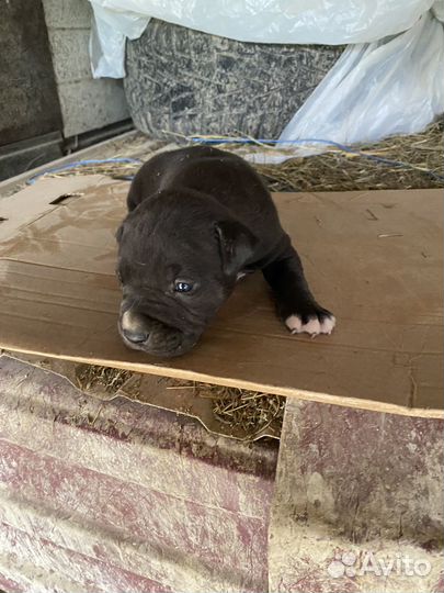 Щенки питбуля