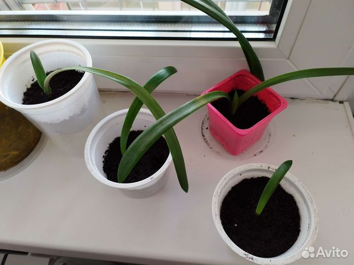 Гиппеаструм