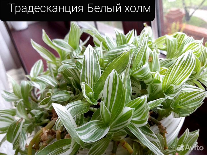 Красивые домашние цветы
