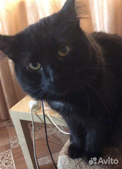 Отдам кота в добрые руки