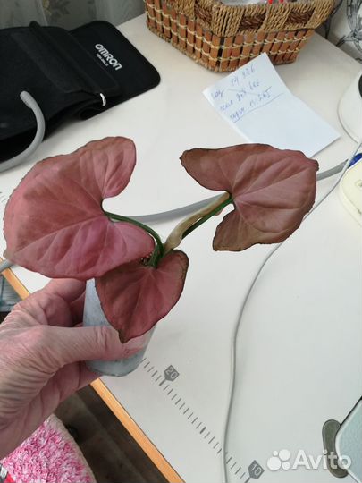 Сингониум Орм наг