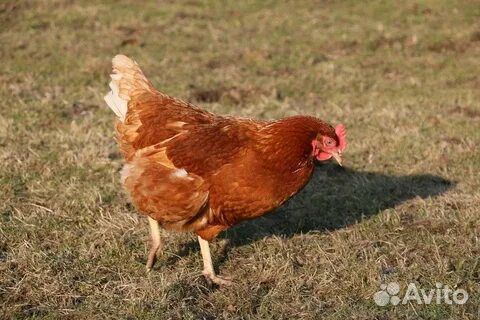Несушки куры молодки