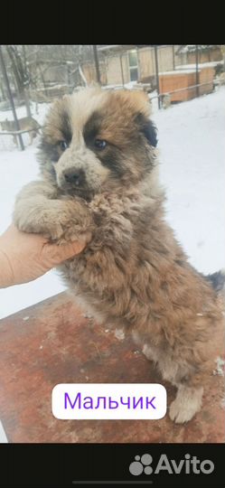 Щенки в добрые руки бесплатно