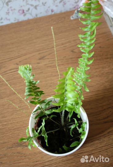 Комнатные цветы всех видов