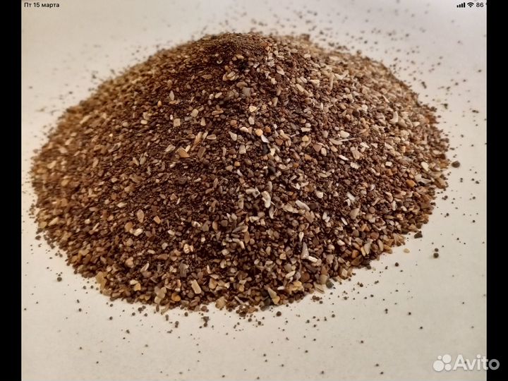 Ракушка морская