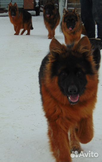 Щенок длинношёрст. дев.-подросток Немецкой овчарки
