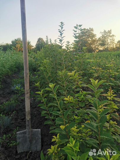 Растения саженцы