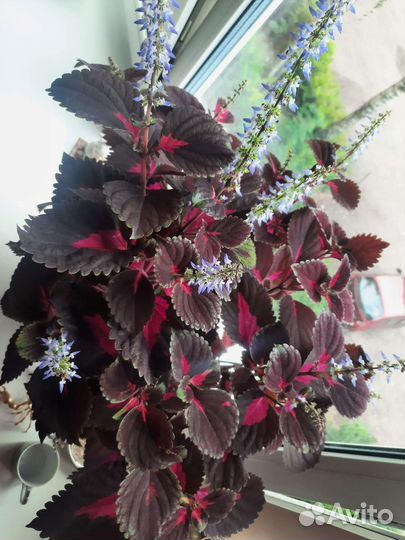 Продам цветы комнатные