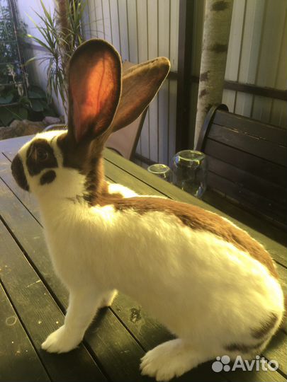 Кролики строкачи, нзб, нзк, бсс, венский голубой