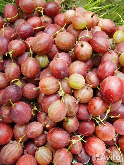 Саженцы крыжовника, чёрной смородины, калины