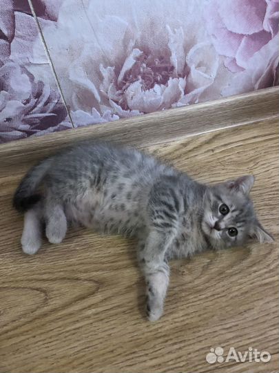 Отдам кошечку в самые добрые руки