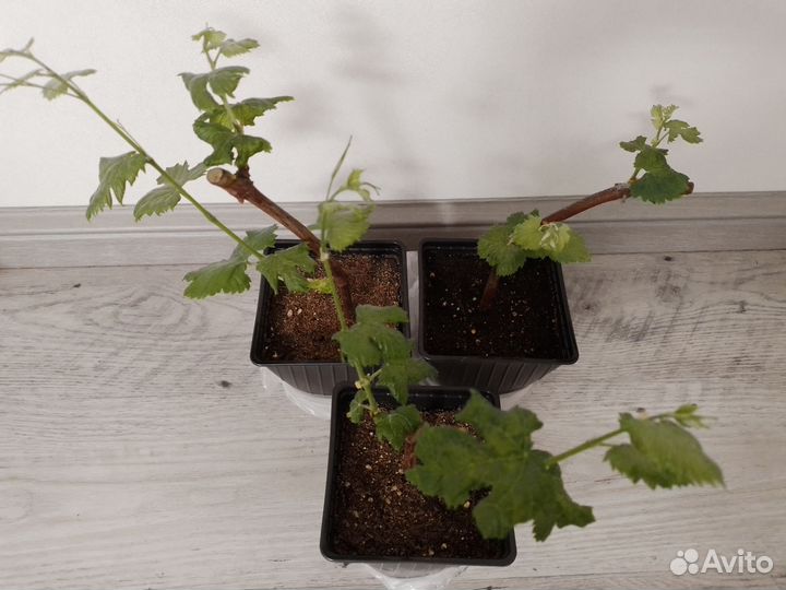 Вегетирующие саженцы Саперави северный