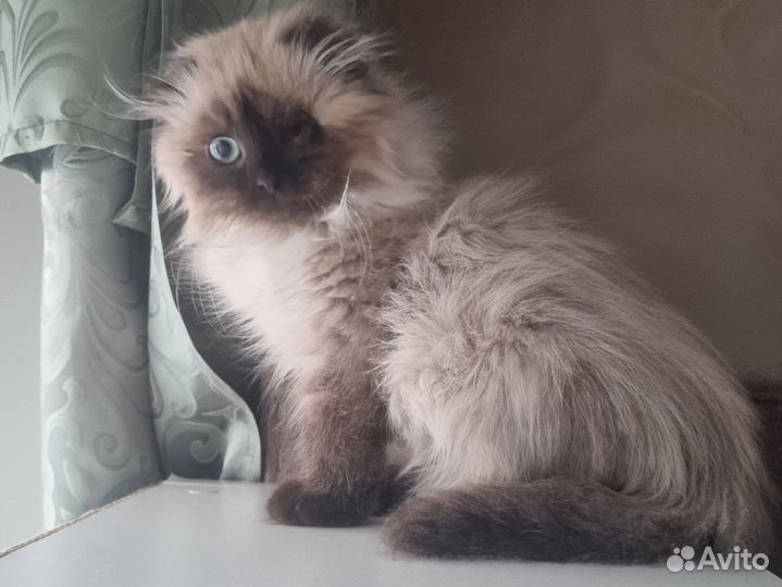 Котёнок метис в добрые руки