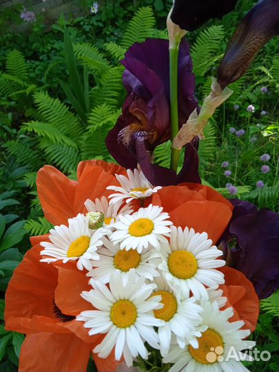 Садовые многолетние цветы(саженцы)