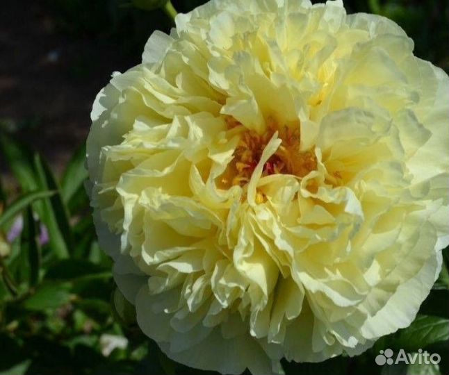 Пионы сортовые корни