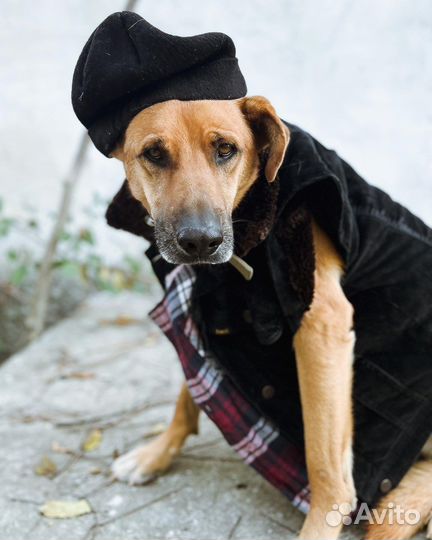 Собака Ирвин