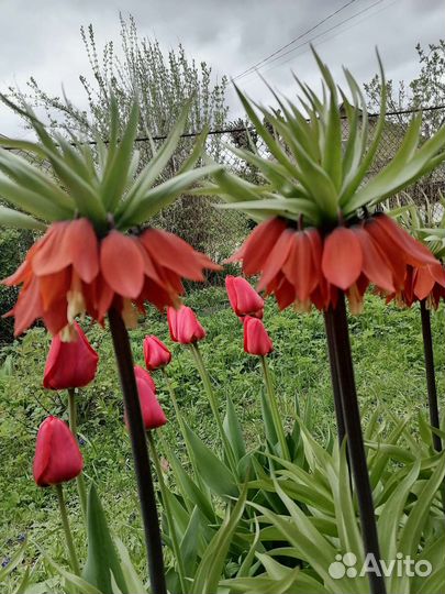 Рябчик императорский