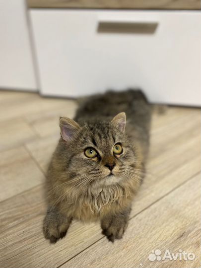 Шотландская прямоухая кошечка (котёнок)