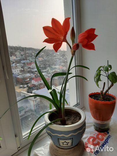 Цветы валотта