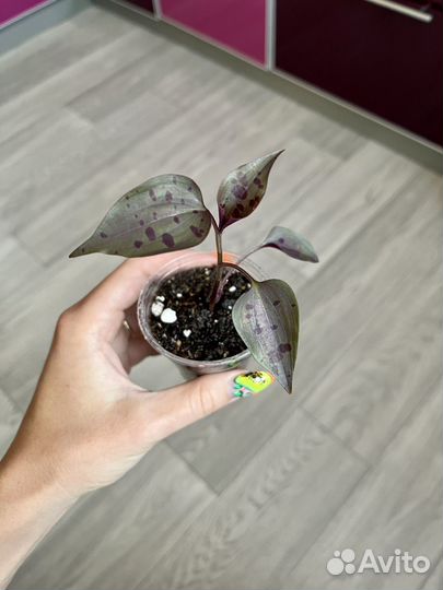 Традесканция в веснушках (редкая)