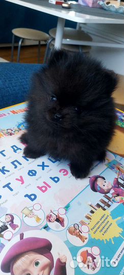 Щенки шпица mini