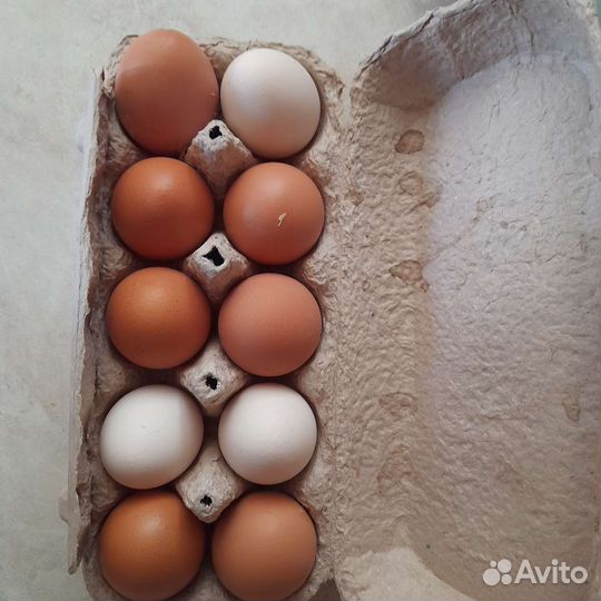 Домашние куриные яйца