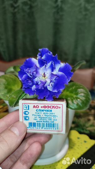 Фиалка
