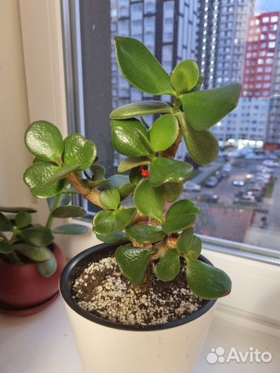 Драцена маргината, толстянка, хлорофитум