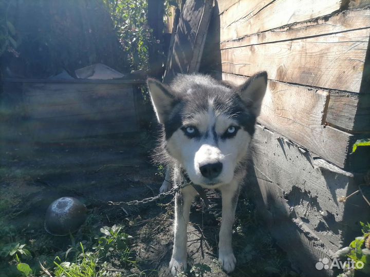 Сибирский хаски