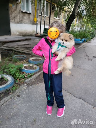 Померанский шпиц