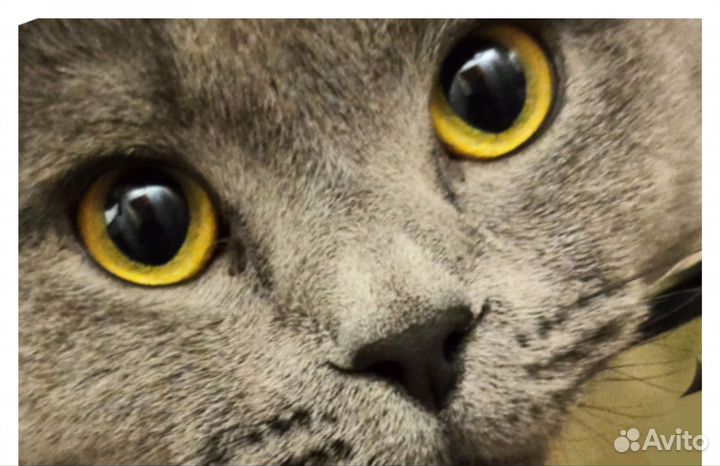 Британец вислоухий