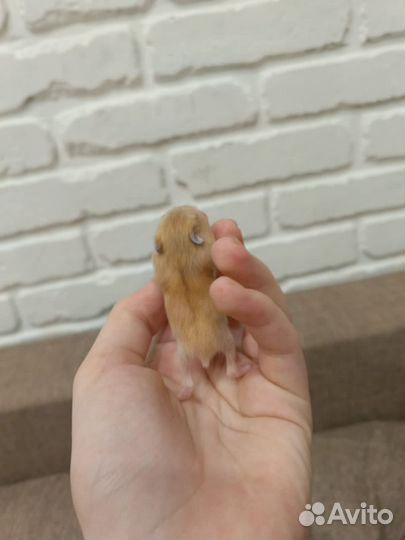 Джунгарский хомяк