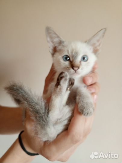 Тайские котята разных окрасов от призеров выставки