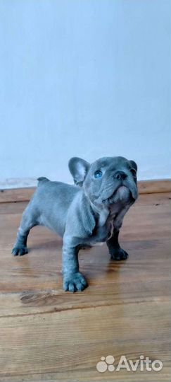 Французский голубой бульдог щенки