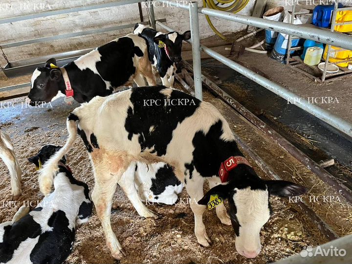 Бычки и телки