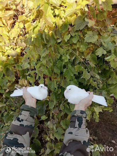 Голуби свадебные