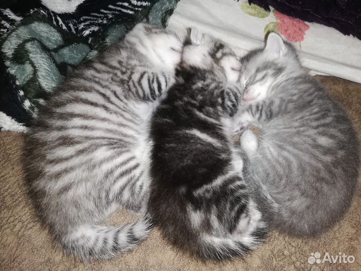 Котята, кот мальчик